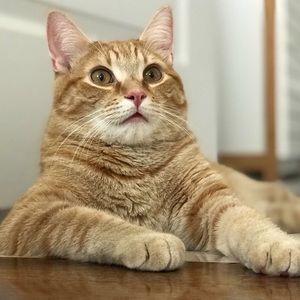 Meet your Posher, Casey